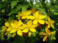 Sarı Kantaron Yan Etkileri Nelerdir?